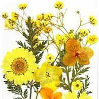 ARTPARK COMPRESSED DRY FLOWER B