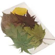 ARTPARK COMPRESSED DRY FLOWER G