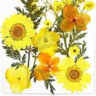 ARTPARK COMPRESSED DRY FLOWER L