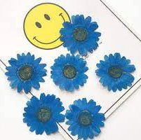 ARTPARK COMPRESSED DRY FLOWER SAME A