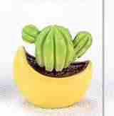 Artpark Miniature Cactus in Pot APM50